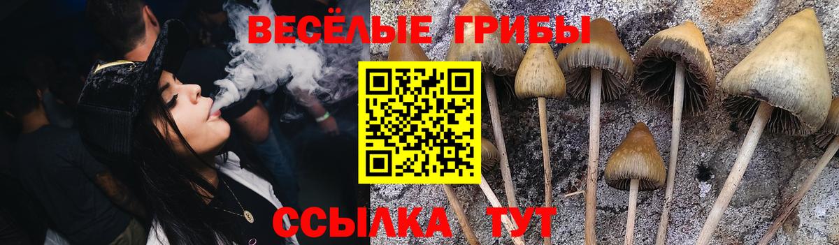 Ишимбай  Галлюциногенные грибы Psilocybine cubensis  Вход с VPN 